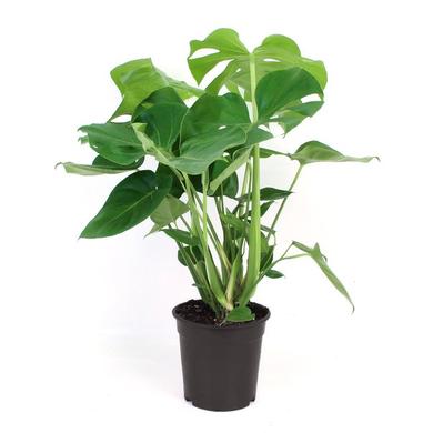 Philodendron Monstera