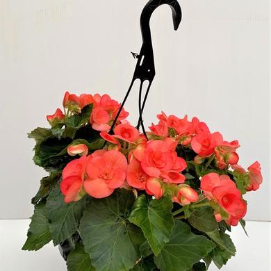 Hanging Basket Pink Reiger 18.99$