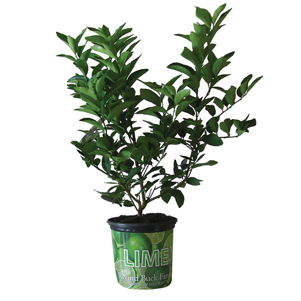 Plant de lime