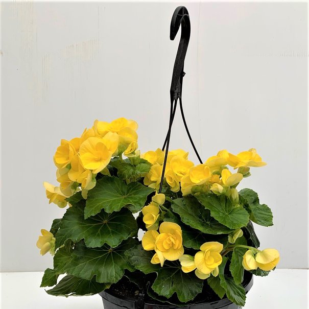 Hanging Basket Yellow reiger