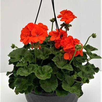 Hanging Basket of Red Geraniums 18.99$