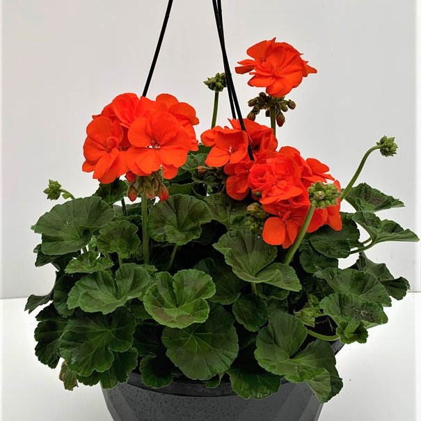 Hanging Basket Red Geranium