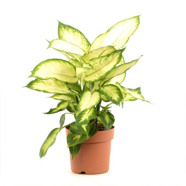 Dieffenbachia