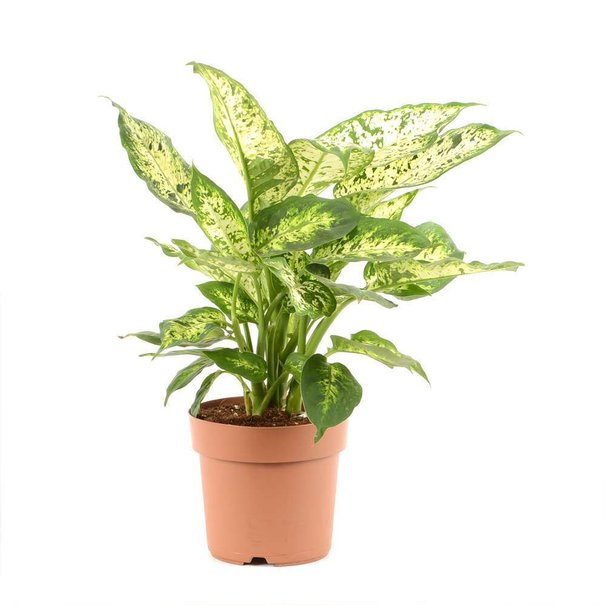 Dieffenbachia