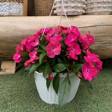 Pink Hanging basket 19.99$