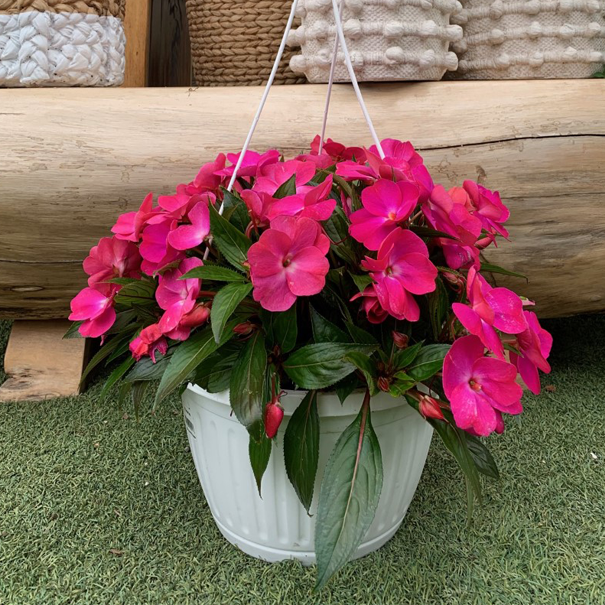 Hanging basket pink