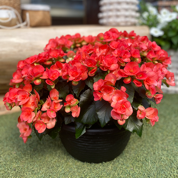 Pink Begonia