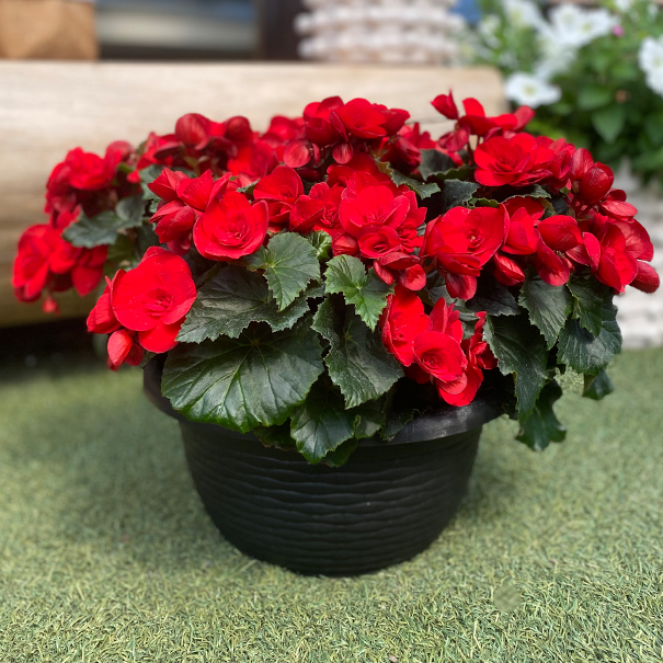 Red Begonia