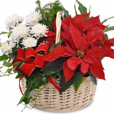 Christmas Arrangement chryt blanc -  $59.99