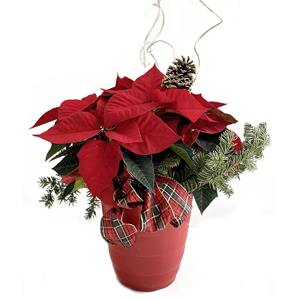 $39.99 Holiday Poinsettia with gold accessories