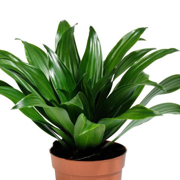 Dracaena Fragrans twister