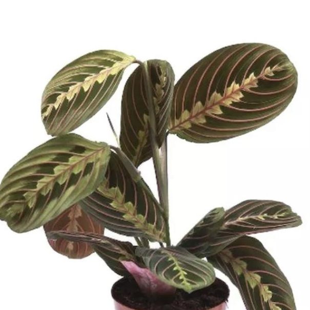 Maranta leuconeura