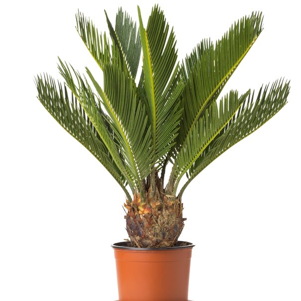 Cycas Revoluta