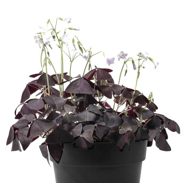 Oxalis Pourpe Triangularis