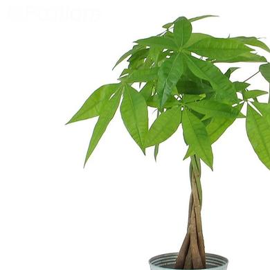 Pachira ( Money Tree)