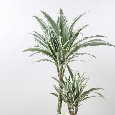 Dracena Warnek Cane