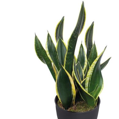 Sanseveria Trifasciata