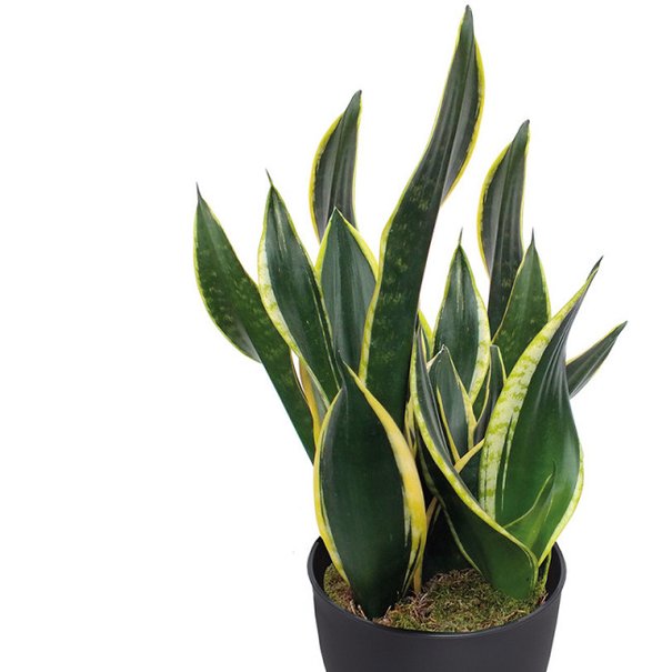 sanseveria