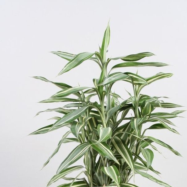 Dracena Sanderina