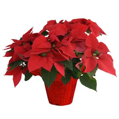 Red Poinsettia