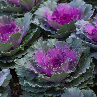 Decorative cabbage