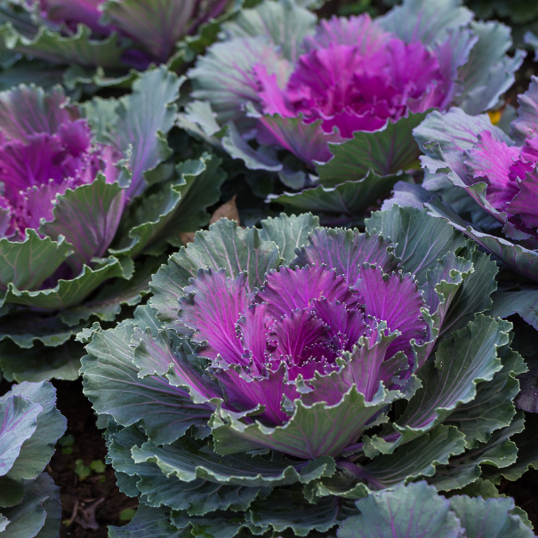 Decorative cabbage