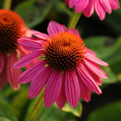 Echinacea