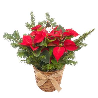 Arrangement Poinsettia 6.5' / pot en osier