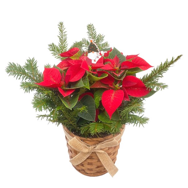 Poinsettia arrangement 6.5' / wicker pot