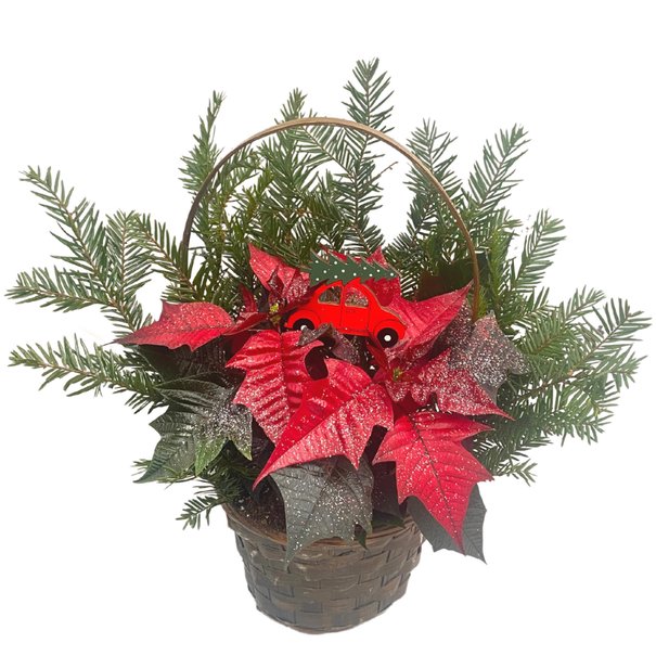 Poinsettia arrangement 6.5' / wicker basket