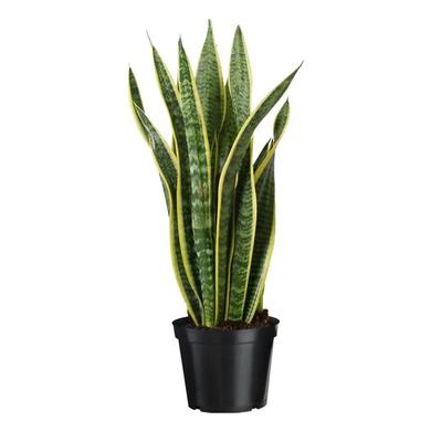 Sansevieria Laurentii 24.99$ (reg. 49.99$) RENTAL