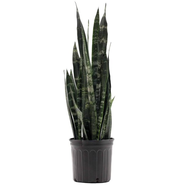 sansevieria Black Coral