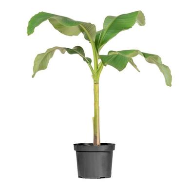 Musa basjoo (Japanese banana tree) 39.99$ & more ... RENTAL