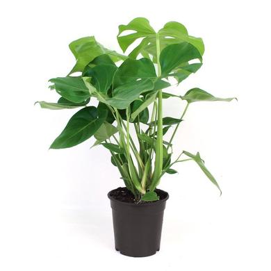 Monstera Deliciosa (fake philodendron) 29.99$ (reg. 59.99) RENTAL