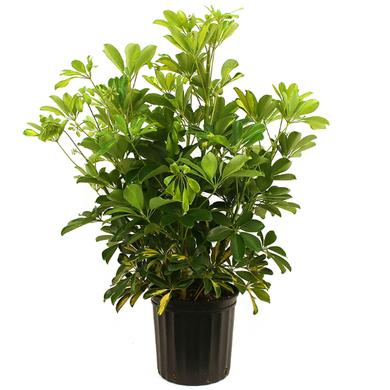 Schefflera 19.99$ et + (reg. 39.99) RENTAL