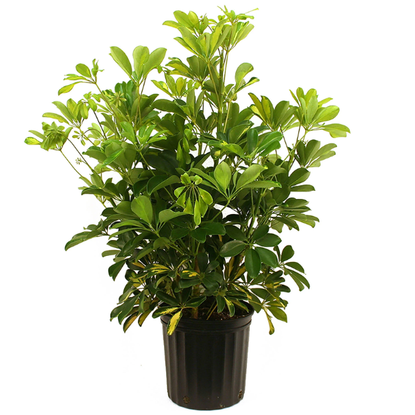 Schefflera