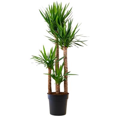 Yucca 34.99$ & more... RENTAL