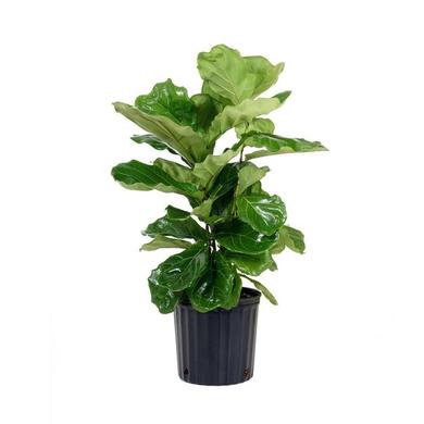 Ficus Lyrata 24.99$ et +  RENTAL