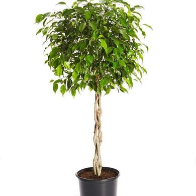 Ficus Benjamina a partir de 35 $ et +  LOCATION