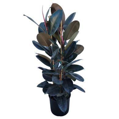 Ficus Elastica Burgundy 24.99$ (reg. 49.99$) RENTAL