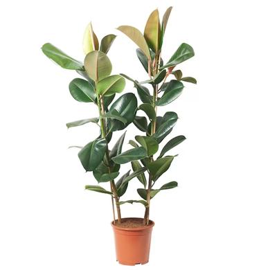 Ficus Elastica 24.99$ (reg. 49.99$) LOCATION
