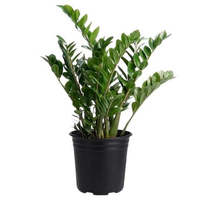 Zamioculcas Zamiifolia (ZZ Plant) 39.99$ (reg. 79.99$) LOCATION