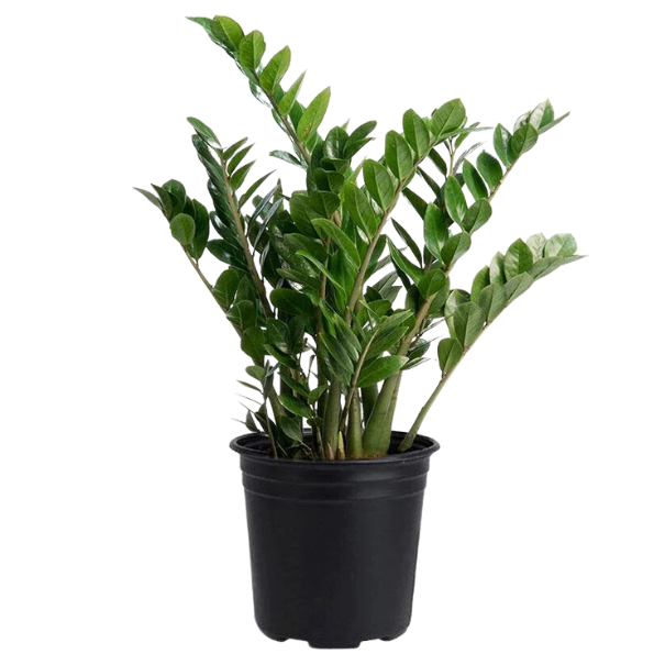 Zamioculcas Zamiifolia (ZZ Plant)