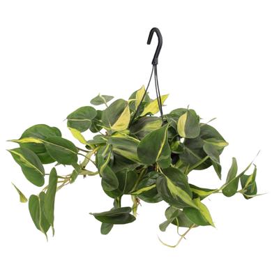 Philodendron Brasil 19.99$ (reg. 39.99$) RENTAL