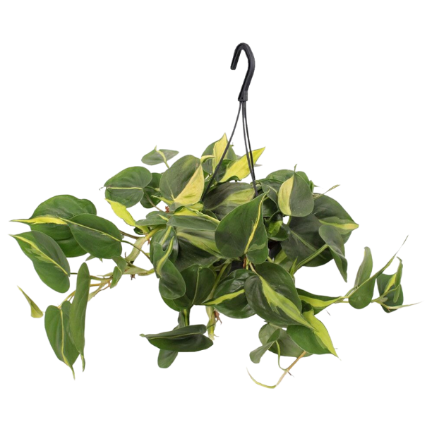 Philodendron Brasil