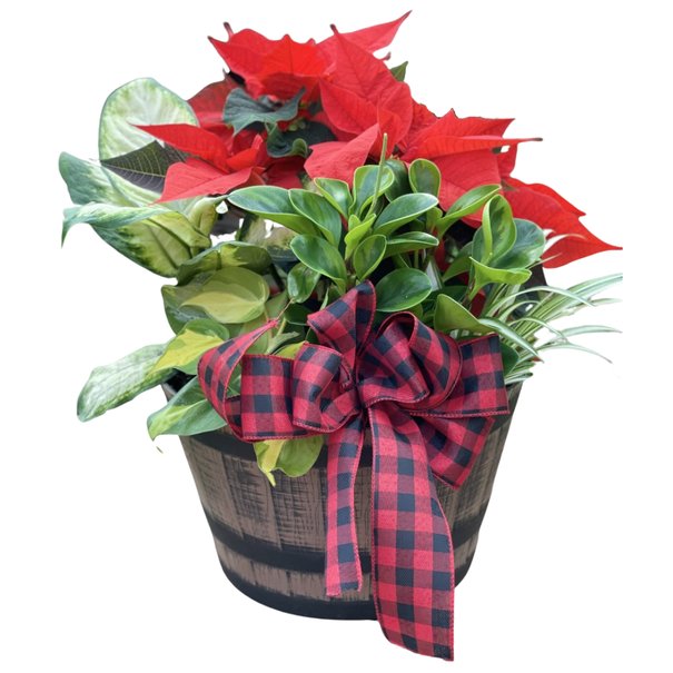 Christmas arrangement in large pot barrel / 69.99$