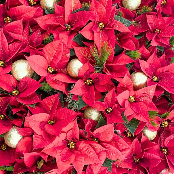 Poinsettia Extra