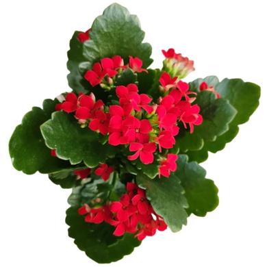 Kalanchoe