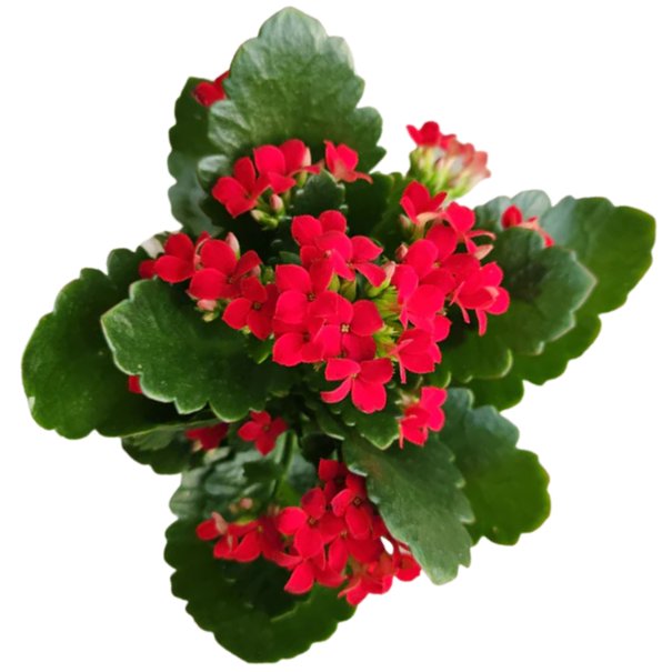 Kalanchoe