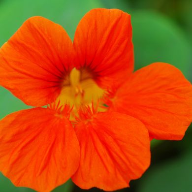 Nasturtium